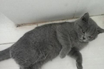 主人深情牵起蓝猫的爪子,结果下一秒就悲剧,蓝猫:你也配?