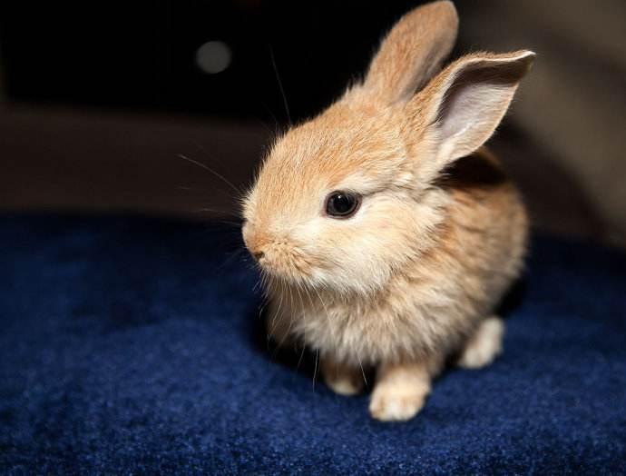 最受欢迎的十大宠物兔，你会喜欢哪一只？