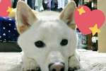 柴犬原来有4种颜色,除了赤柴,白柴,黑柴