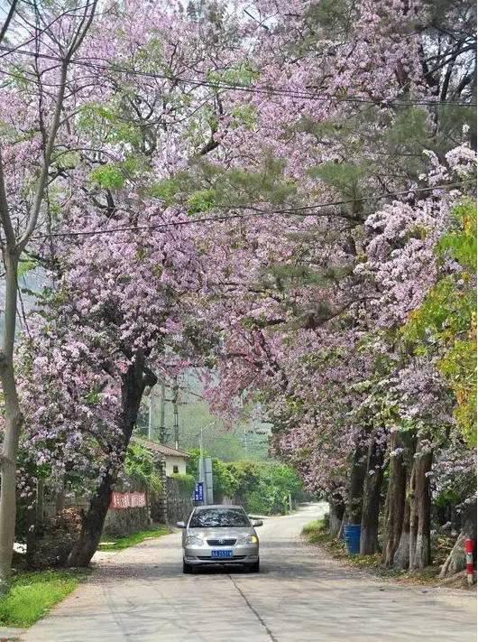 广东十大最美公路，一年四季的风景都在路上，周末就自驾！