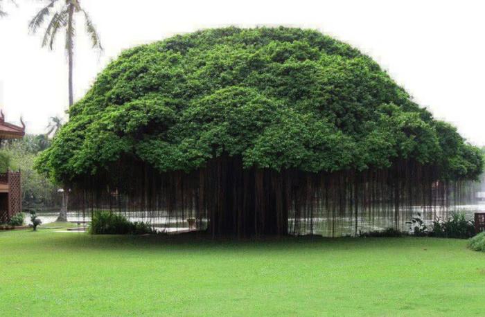 实拍：世界上最美的10棵树，第一棵已经被迷住了，中国也有一棵