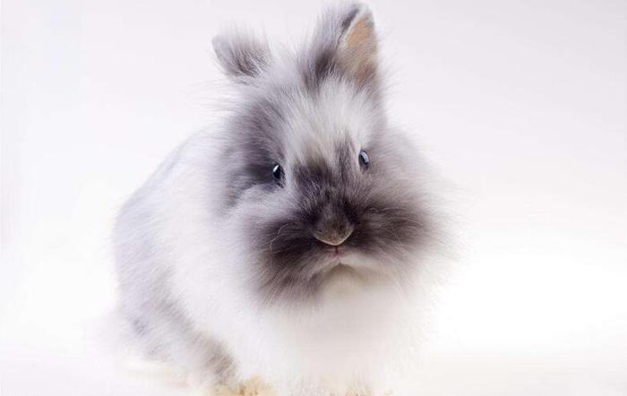 最受欢迎的十大宠物兔，你会喜欢哪一只？