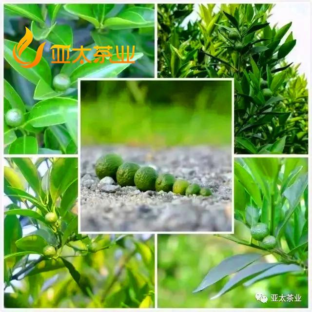 这个BB，不“柑”平凡！