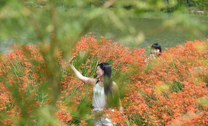 赏千亩花海 徜徉爱情小镇 在云南金麟湾见证一场浪漫的邂逅