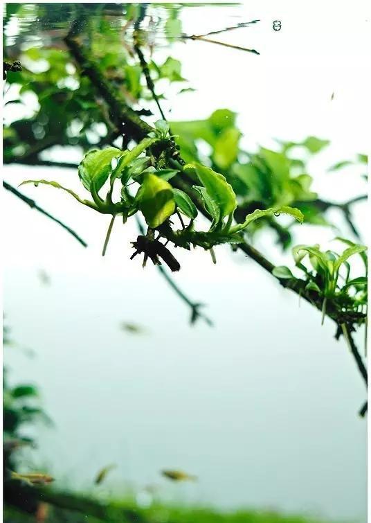 水草缸雨林缸造景：30天拥有一颗水中的榕树！