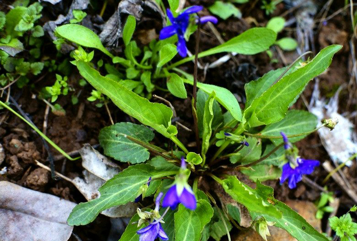 婆婆丁是什么科植物 w700d1q75cms.jpg