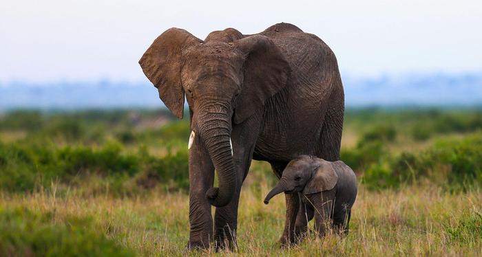 西非一国, 以大象为国名, 允许一夫多妻