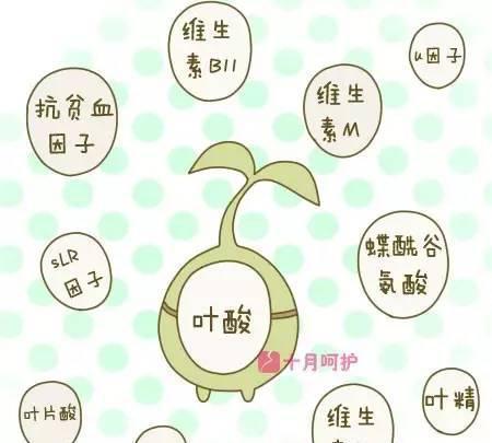 叶酸的那些事——什么是叶酸
