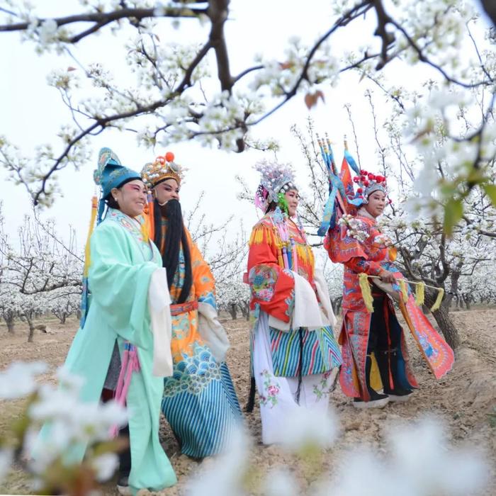 河北威县：相约清明小长假，醉美梨园“花海跑”