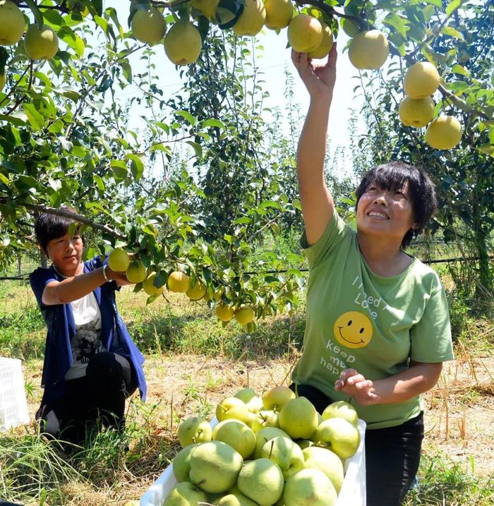 河北威县：相约清明小长假，醉美梨园“花海跑”