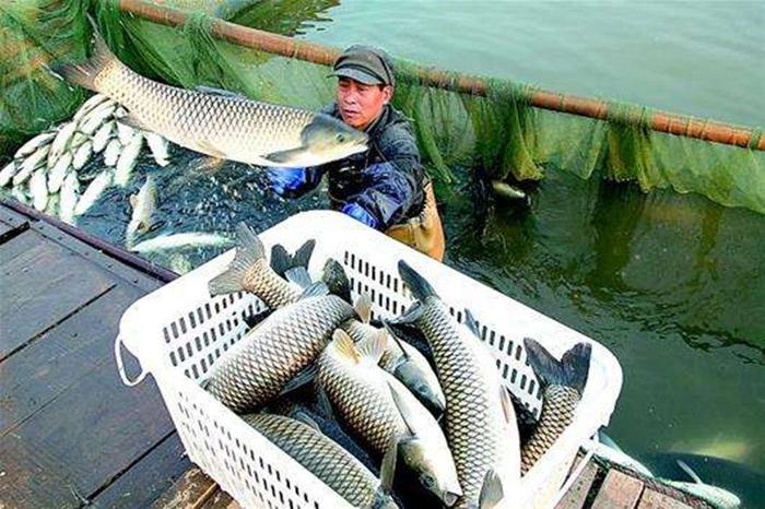 农民用特殊的鱼塘养鱼，一斤鱼卖80元，月收入3万5