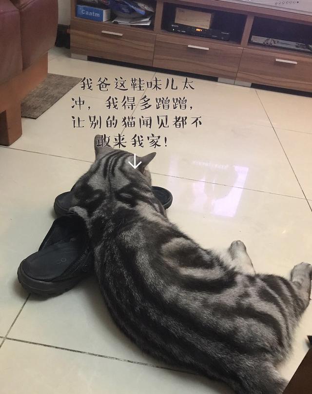 读猫心术，必备的11句喵星语！