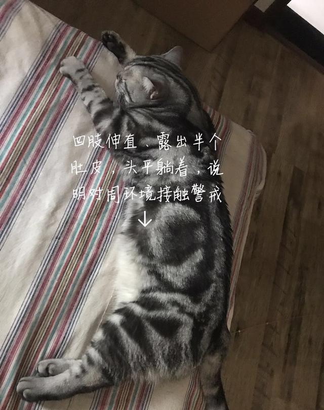 读猫心术，必备的11句喵星语！