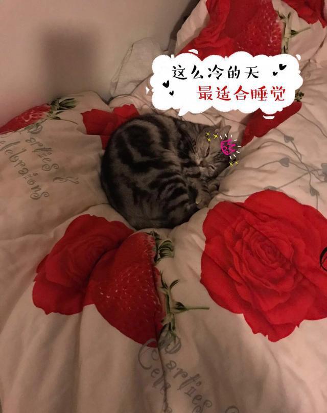 读猫心术，必备的11句喵星语！