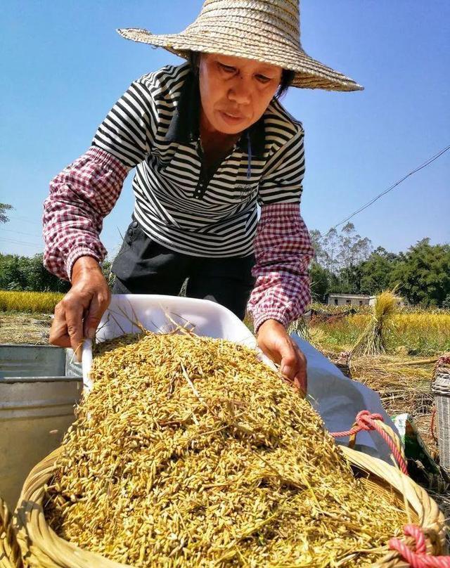 化州文楼镇最新美照，张张都是大片！