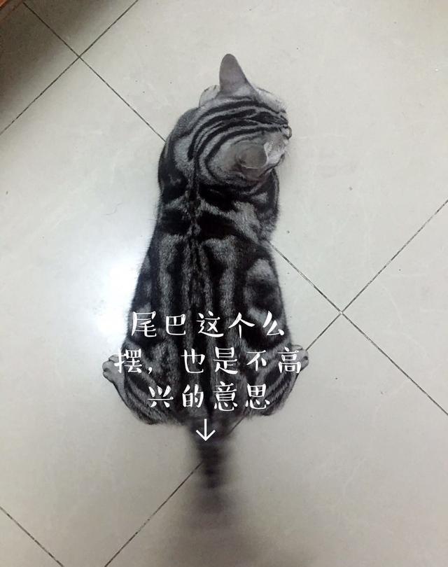 读猫心术，必备的11句喵星语！