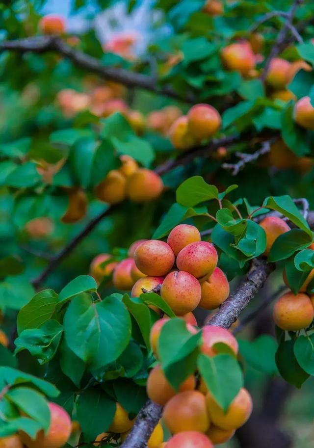 美哭！昆明轿子雪山杜鹃花近4年最盛，攻略在此，周末出发