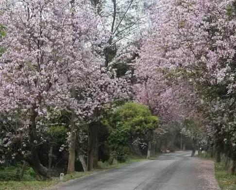 广东十大最美公路，一年四季的风景都在路上，周末就自驾！