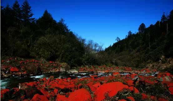 四川最值得去的7大森林公园