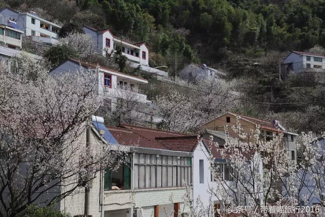 宁波四明山上这个神秘村庄，被樱桃花包围，如同世外桃源