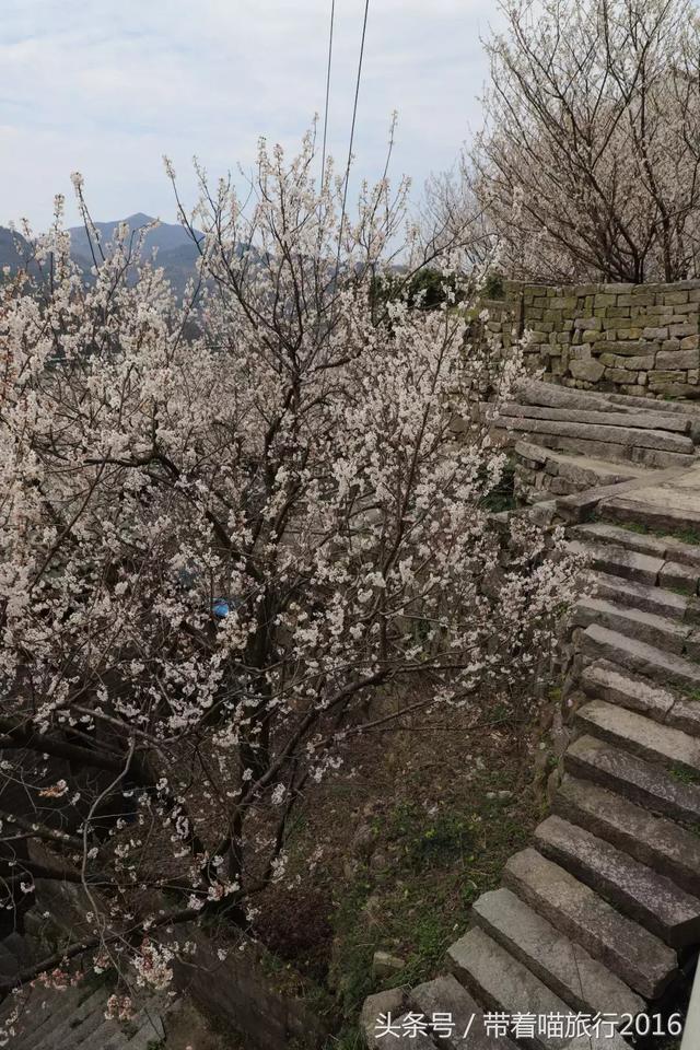 宁波四明山上这个神秘村庄，被樱桃花包围，如同世外桃源