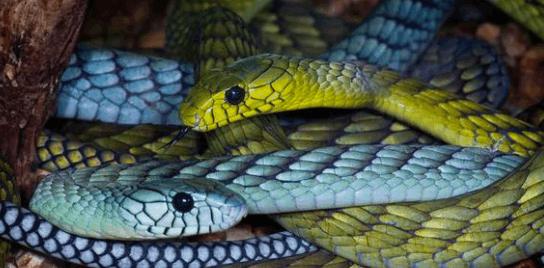 黑曼蛇属, 5种剧毒的曼巴蛇(图)