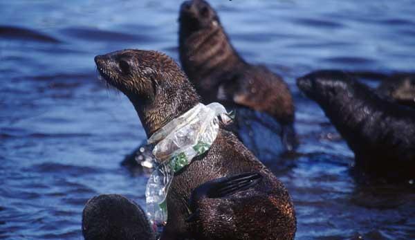 别再让海洋垃圾, 成为杀死下一只动物的凶器