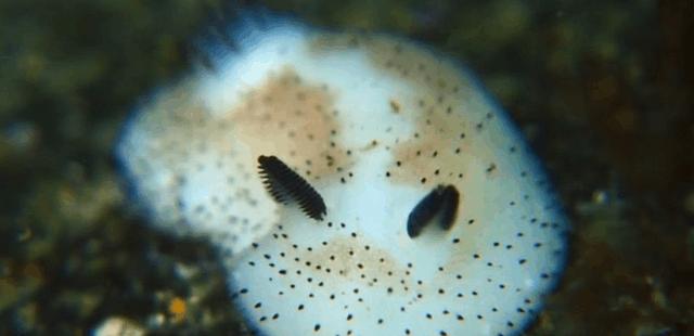 世界上最可爱的三种海洋生物, 海兔子火爆日本, 网友直呼萌翻啦