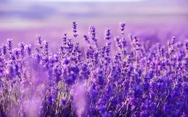 有一种浪漫叫“紫色”，太美了！