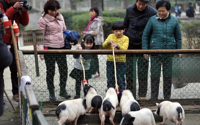 它是世界上最可爱的猪 体型很小  市场却真不小！