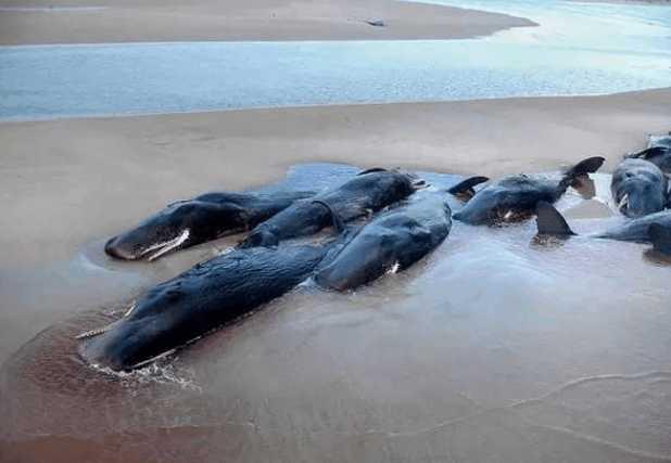 抹香鲸的种群数量为何不断地减少？科学家：人类正将它们赶尽杀绝