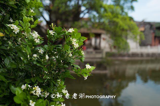 800年历史的古村落，藏在东莞的小村里，却是广东最美丽乡村