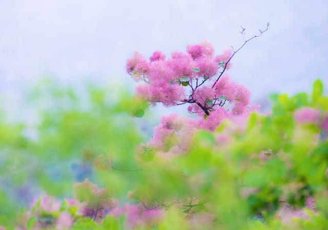 今年北京坡峰岭上的黄栌花可好看了，真想把它带回到姥姥家