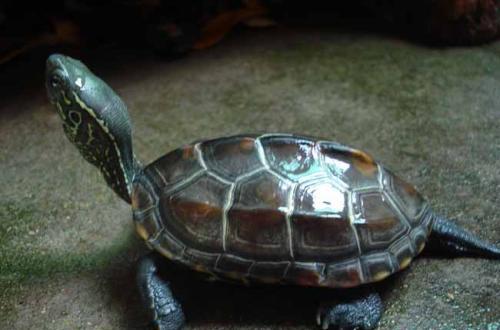 【龟趣】最爱咬尾的龟：中华草龟！怎样防止中华草龟咬尾？