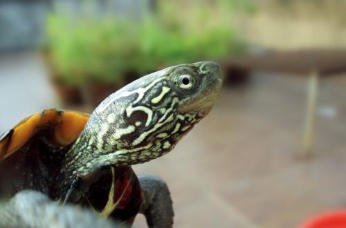 【龟趣】最爱咬尾的龟：中华草龟！怎样防止中华草龟咬尾？