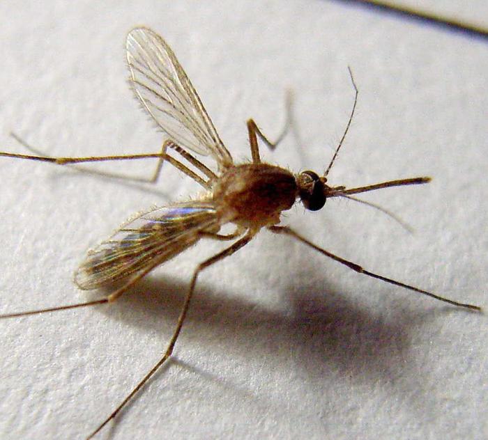 蚊子是什么时候出现在地球上的