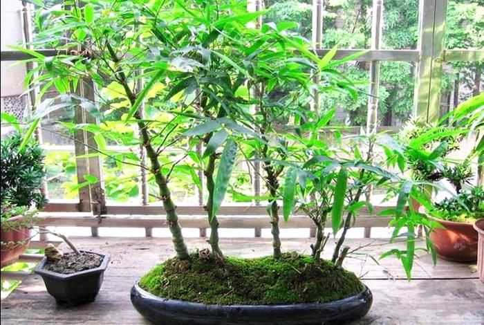 这种植物像“罗汉”，珍贵稀少，种植竹子盆栽做成盆景，令人羡慕