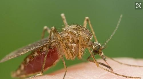 蚊子是什么时候出现在地球上的