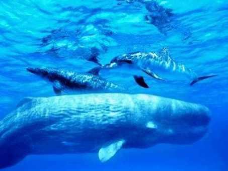 抹香鲸的种群数量为何不断地减少？科学家：人类正将它们赶尽杀绝