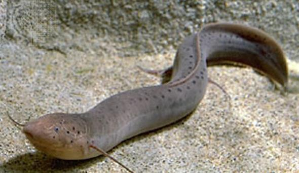 肺鱼这种不吃不喝冬眠四年的功夫，人类为什么不学一学...