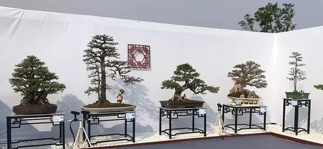 2018国际盆景协会中国会员盆景精品展暨中国盆景邀请展隆重开幕