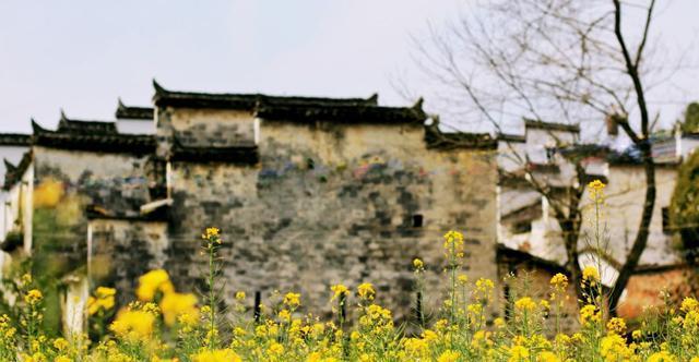 再过20天，中国油菜花将迎来高峰期，美哭一大波花痴