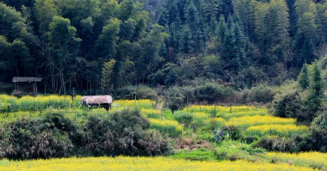 再过20天，中国油菜花将迎来高峰期，美哭一大波花痴