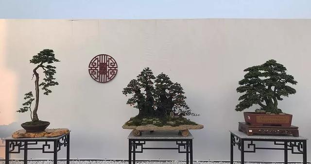 2018国际盆景协会中国会员盆景精品展暨中国盆景邀请展隆重开幕