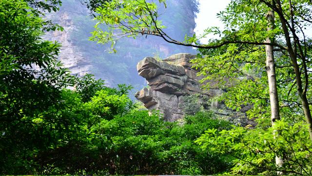 中国第一个国家森林公园(图)