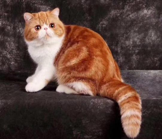 加菲猫的价格多少钱一只？盘点性格超级好的加菲猫！