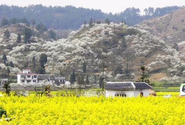 再过20天，中国油菜花将迎来高峰期，美哭一大波花痴