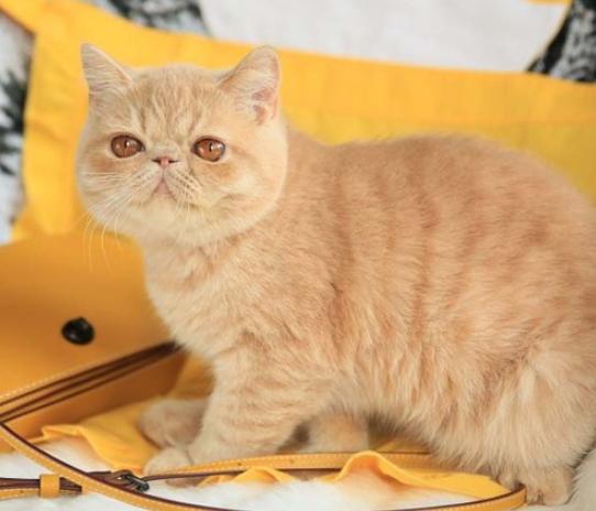 加菲猫的价格多少钱一只？盘点性格超级好的加菲猫！