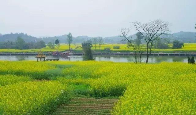 再过20天，中国油菜花将迎来高峰期，美哭一大波花痴