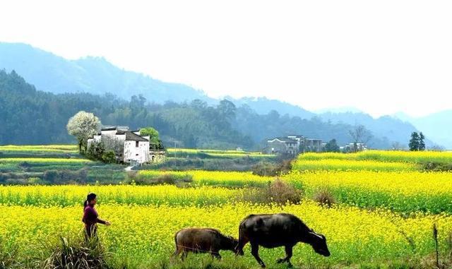 再过20天，中国油菜花将迎来高峰期，美哭一大波花痴